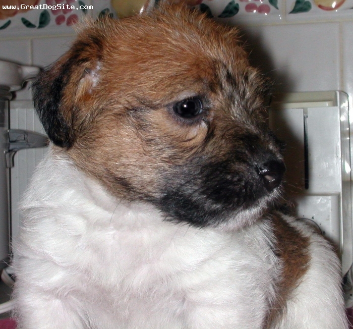A photo of a 5 weeks old, TriColor, Jack Russell Terrier Rough coat